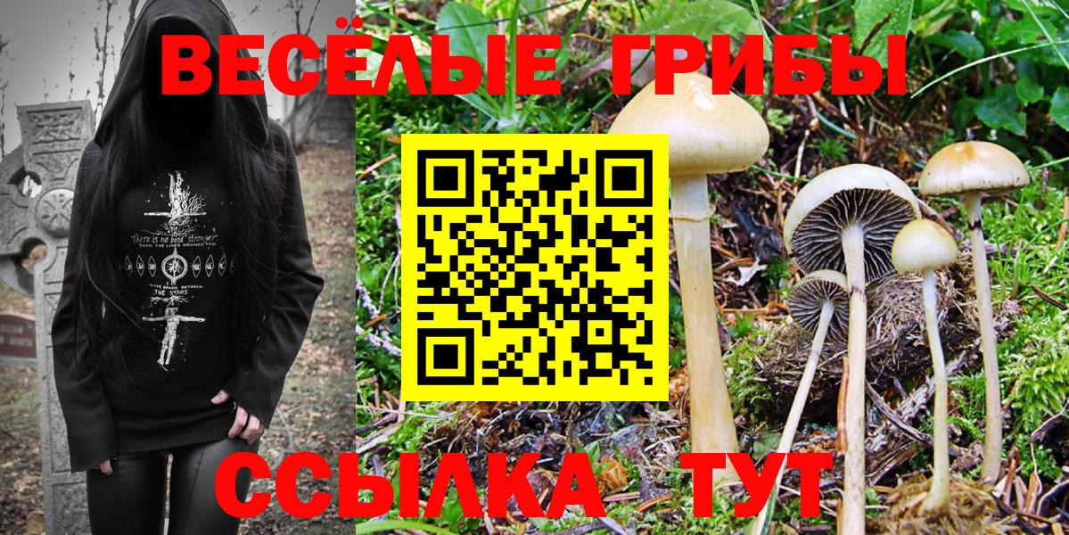 Галлюциногенные грибы Psilocybine cubensis Междуреченск