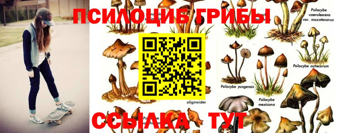 Псилоцибиновые грибы Cubensis  Псилоцибиновые грибы Psilocybine cubensis  дарнет шоп  Междуреченск  Вход с VPN 